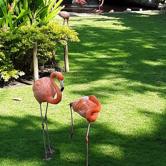 Meet your Posher, Larry - Picture 3 of 9